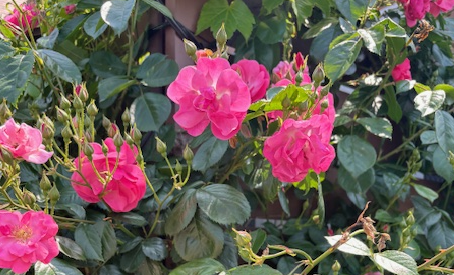 マリッジ宝塚の庭のお花